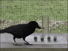 Crow GIF - Crow Smart GIFs