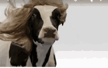 Good Hair Day Cow Wig GIF - Good Hair Day Cow Wig GIFs