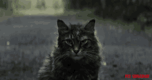 grumpy cat looking staring serious cat pet sematary movie