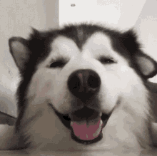 Cute Dog GIF - Cute Dog Ears GIFs