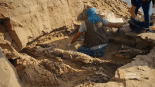 archaeology site mummified crocodiles mummy detail work archaeology
