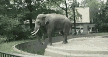Gajah Bonbin GIF - Gajah Kebun Binatang Lempar GIFs
