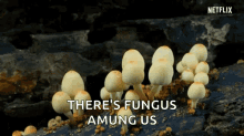 Mushroom Growing GIF - Mushroom Growing Wild GIFs