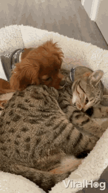 Snuggling Cuddling GIF - Snuggling Cuddling Cat And Dog GIFs