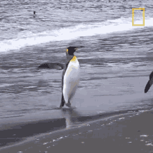Flapping My Penguin Arms Short Film Showcase GIF - Flapping My Penguin Arms Short Film Showcase World Penguin Day GIFs
