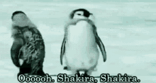 Shakira Penguin GIF - Shakira Penguin Dancing GIFs