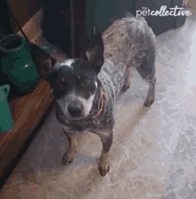 Wag A Tail The Pet Collective GIF - Wag A Tail The Pet Collective Dog GIFs