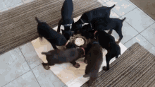 Puppies Funny GIF - Puppies Funny Lol GIFs