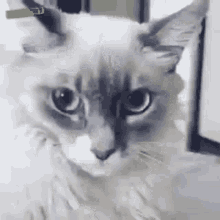 Cat Cute GIF - Cat Cute Shocked GIFs
