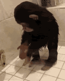Monkey Shower GIF - Monkey Shower Cooling Off GIFs