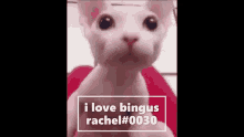 Bingus Binguscord GIF - Bingus Binguscord Pog GIFs