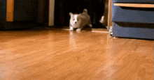 Stampede! GIF - Dogs Puppies Corgis GIFs