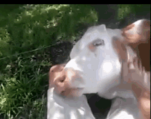 Cow Sleeping GIF - Cow Sleeping GIFs
