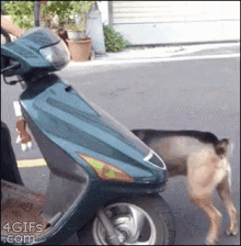cute scooter