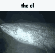 The El Animal GIF - The El The El GIFs