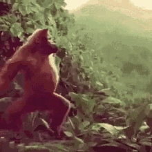 monkey dancing monkey dance