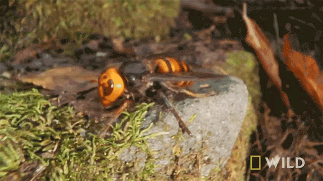 Searching National Honey Bee Day GIF - Searching National Honey Bee Day The Murder Hornet GIFs