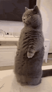 Cat Cat Standing GIF - Cat Cat Standing Cat Stare GIFs