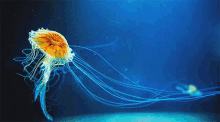 Jellyfish Party GIF - Jellyfish Party Underwater GIFs