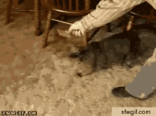 Cats Have It Worse. GIF - Cat Torture Sticky GIFs