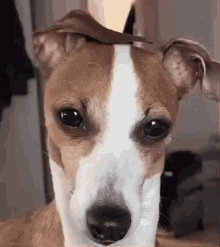Dog Tear Dog Emotional GIF - Dog Tear Dog Emotional Dog Cry GIFs