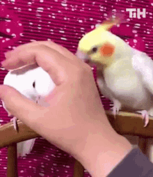 Bird This Is Happening GIF - Bird This Is Happening Angry Bird GIFs