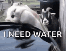 Thirsty Water GIF - Thirsty Water Goats GIFs
