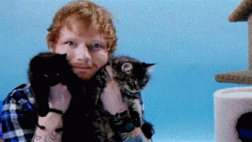 Les absences Ed-sheeran-cats