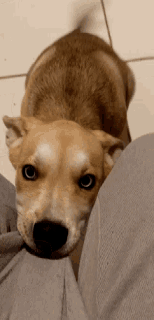 Aslan Dog GIF - Aslan Dog Cute GIFs