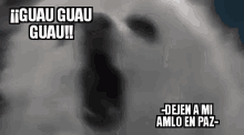 ladrar tucam maroma lopez obrador ladrar tucam maroma lopez obrador