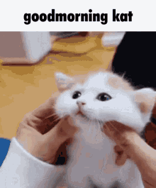 Kat Goodmorning GIF - Kat Goodmorning Goodmorning Kat GIFs