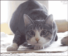 Shake It Shake Your Body GIF - Shake It Shake Your Body Cat GIFs