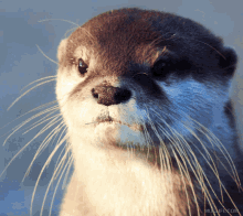 Otter Oh Yeah GIF - Otter Oh Yeah Yes GIFs