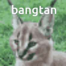 floppa bangtan scottcord tatara floppa bangtan scottcord tatara