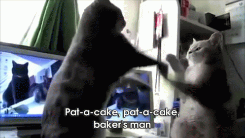 Two Cats Playing Pat-a-cake GIF - Cats Cat Cute - Discover & Share GIFs...