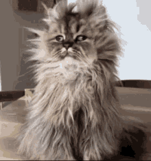 Good Morning Cat GIF - Good Morning Cat Messy Hair GIFs