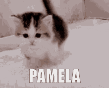 Pamela Fesse GIF - Pamela Fesse Bigfarfalle GIFs