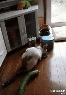 Cats Cucumber GIF - Cats Cat Cucumber GIFs