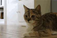Molly Cat GIF - Molly Cat Chat GIFs