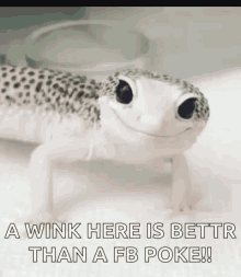 Wink Gecko GIF - Wink Gecko Smile GIFs