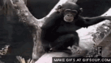 Smelly Monkey GIF - Smelly Monkey GIFs