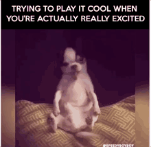 Cool Excited GIF - Cool Excited Dog GIFs