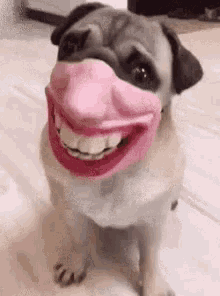 Pug Mask GIF - Pug Mask Dog GIFs
