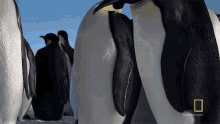 Standing Penguins National Geographic GIF - Standing Penguins National Geographic Penguins GIFs