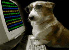 hacker pupper dog
