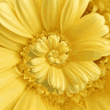 Flower Yellow GIF - Flower Yellow Loop GIFs