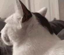 Head Turn Cat GIF - Head Turn Cat Bingus GIFs