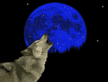 Wolf Full Moon GIF - Wolf Full Moon Noche De Lobos GIFs