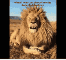 Lion Conspiracy GIF - Lion Conspiracy Boring GIFs