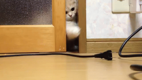 I Want The Poowwwweerrr! GIF - Cat Power Cord GIFs